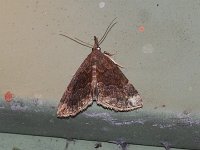 Gray-Edged Bomolocha Moth